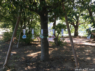 写真2477